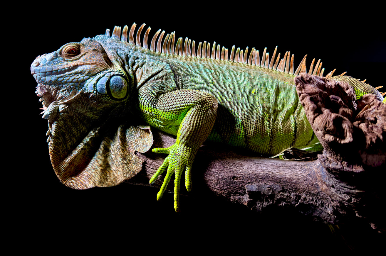 Et detaljert bilde av en grønn iguan, tatt med 48 MP hovedkameraet på iPhone 15 Pro