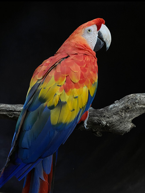 Fotografia detalhada de um papagaio melhorada com Deep Fusion.