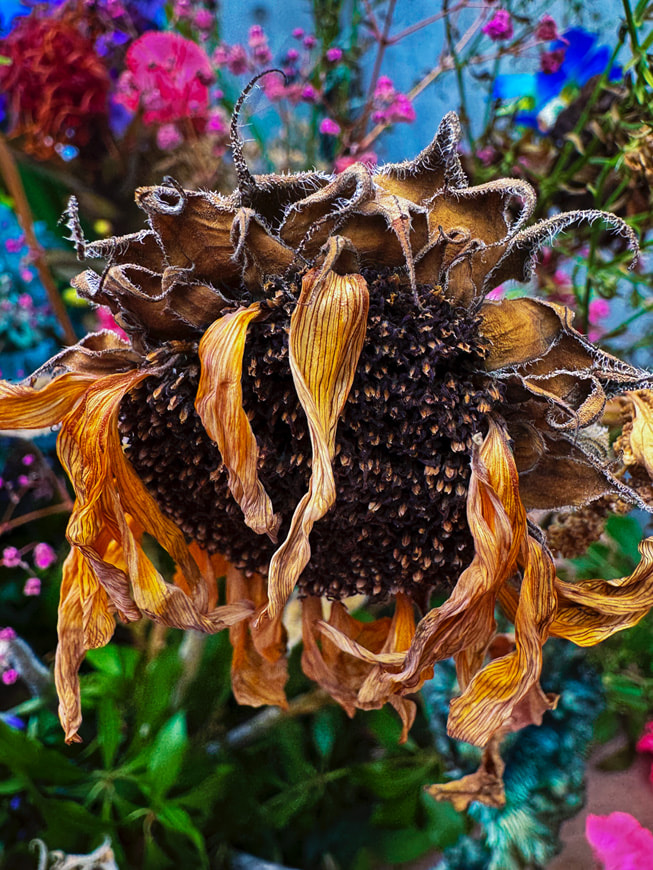 Foto bunga matahari penuh warna yang hampir mati, dipotret dengan iPhone 15 Pro Max.