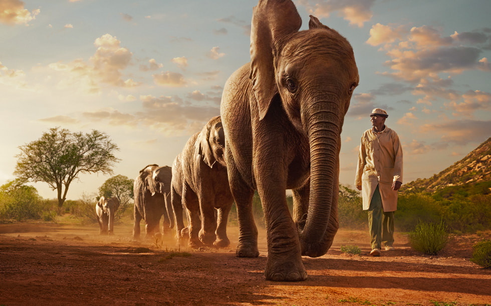 Fotos z programu „Wild Life” pokazujący osobę idącą wzdłuż rzędu słoni.