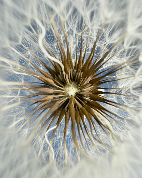 蒲公英籽上交錯精緻而細嫩的絮花。相片由 Rashid Sheriff 以 iPhone 15 Pro Max 拍攝。
