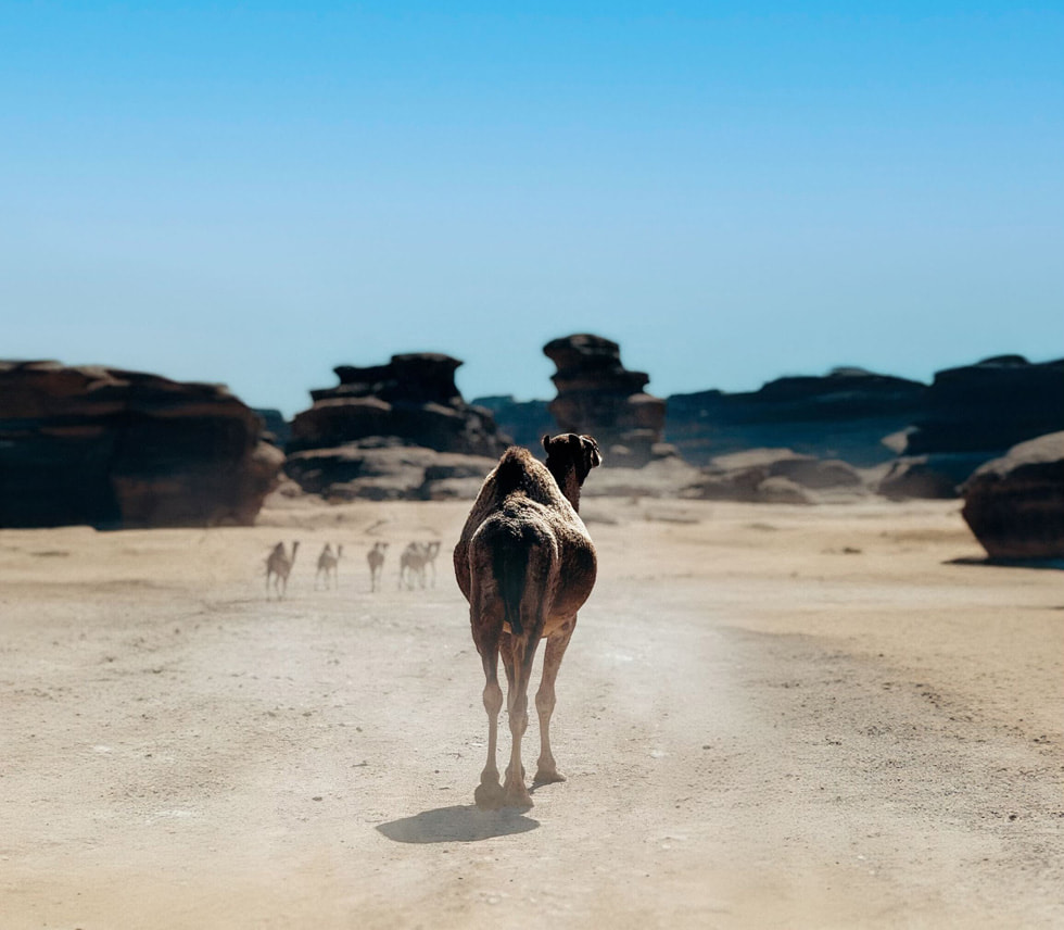 A camel trails behind his small pack, set against the backdrop of towering red rock pillars and a clear blue sky.