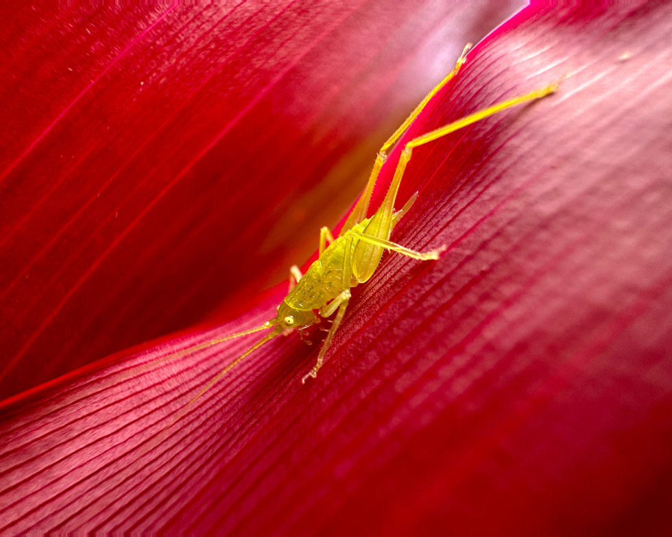 Bức ảnh chụp macro một con côn trùng đậu trên cánh hoa.
