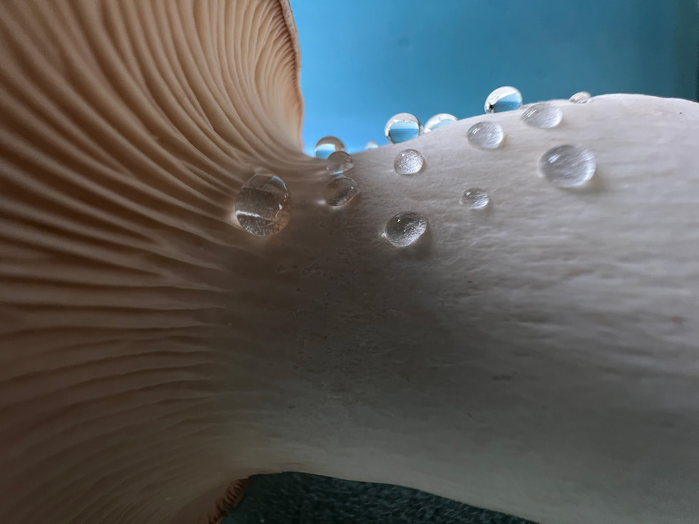 一朵蘑菇的微距攝影，以 iPhone 13 Pro 超廣角相機拍攝。