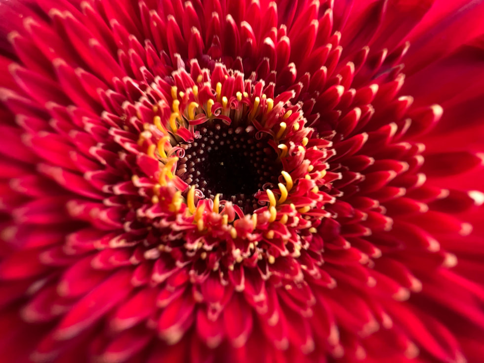 Macro-foto van een rode bloem, gemaakt op iPhone 13 met de groothoekcamera.