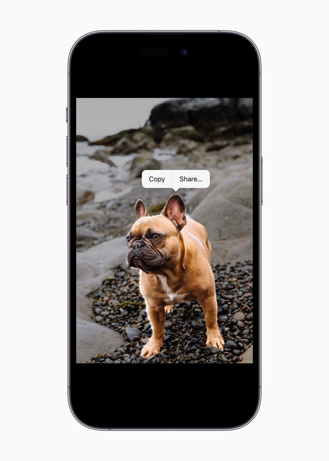 ميزة البحث العام المرئي في iOS 16 تتعرف على كلب بولدوغ فرنسي على iPhone 14 Pro.