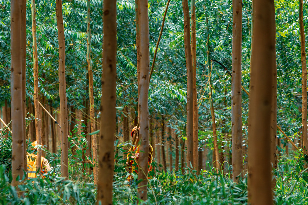 Werkers die bomen onderhouden om duurzame bossen aan te leggen.