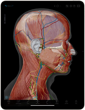 แอป Human Anatomy Atlas แสดงอยู่บน iPad Air