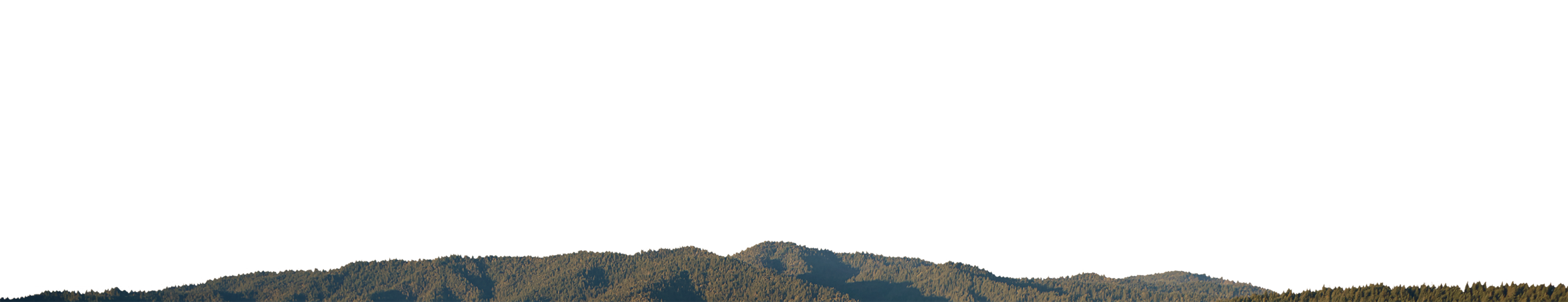 Aerial view of redwoods in the Gualala River Forest, forested mountains with mist settling in the valleys