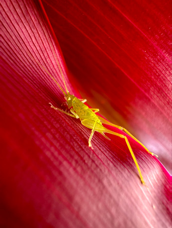 Uma foto macro de um pequeno inseto amarelo em uma folha vermelha. A foto foi tirada com a câmera Ultra Wide 0,5x.