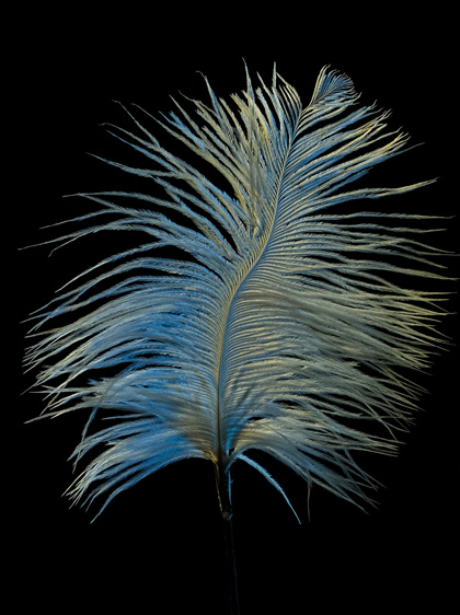 Una foto detallada de una pluma azul sobre un fondo negro. La foto fue tomada con poca luz en la cámara Telephoto.